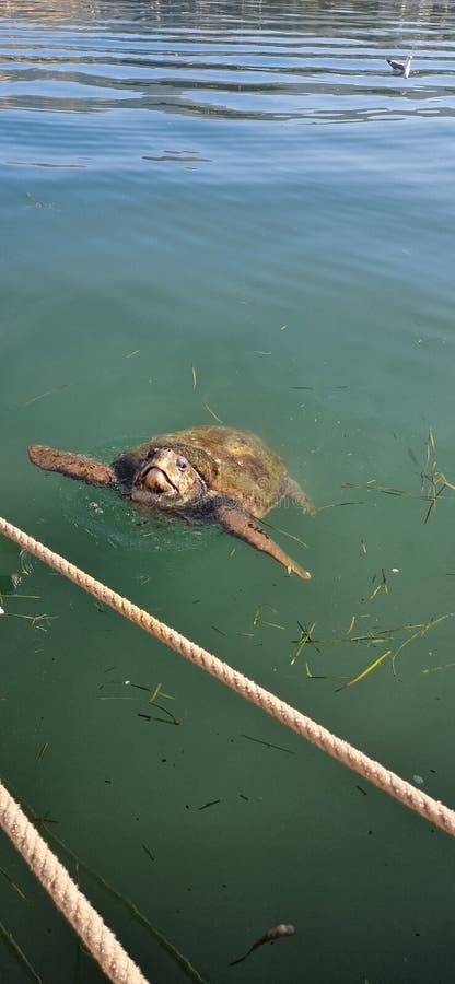 希腊凯法利尼亚岛上的丽龟 库存照片