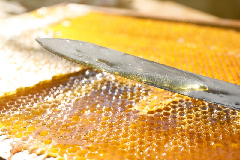 Uncapped honey cells with knife, closeup. Uncapped honey cells with knife, closeup