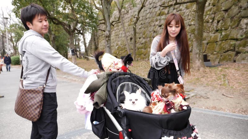 带着三只穿着衣服的狗在大坂婴儿车里散步