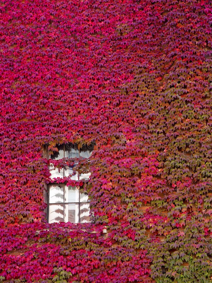 Ivy covers the wall of a historical building in Dubuque Iowa. Ivy covers the wall of a historical building in Dubuque Iowa