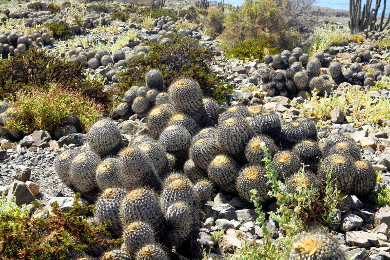 干旱石漠地区太平洋海岸的多群catti copiapoa tenebrosa的特写集中在下群体中心 免版税库存照片