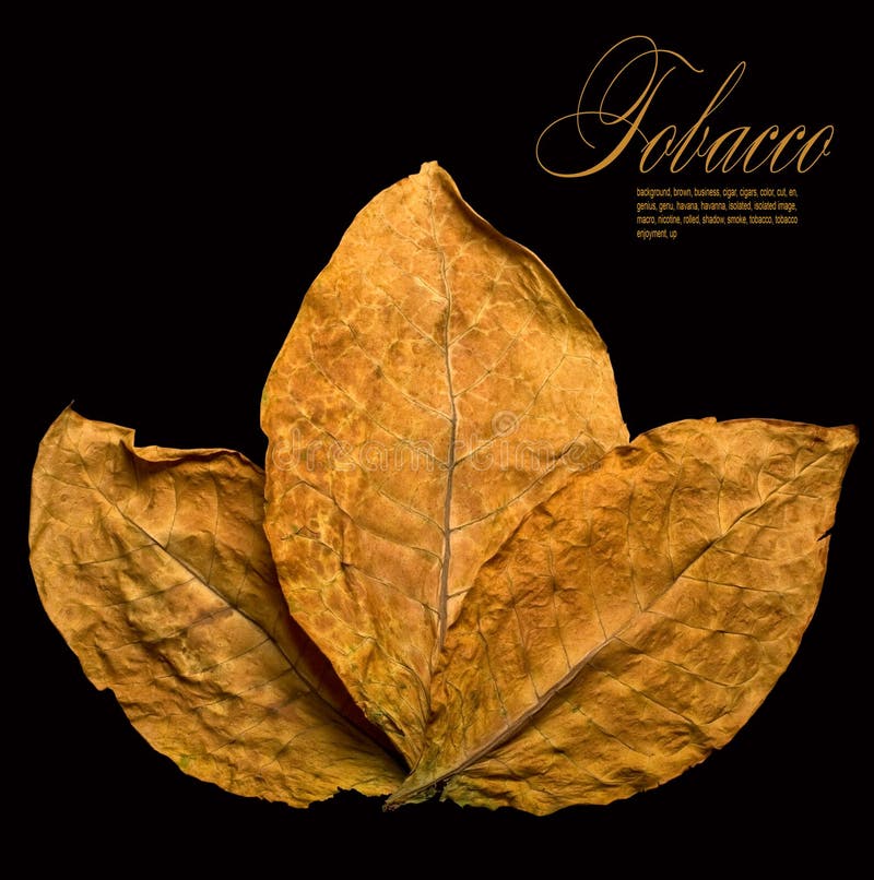 干燥的叶子 免版税图库摄影