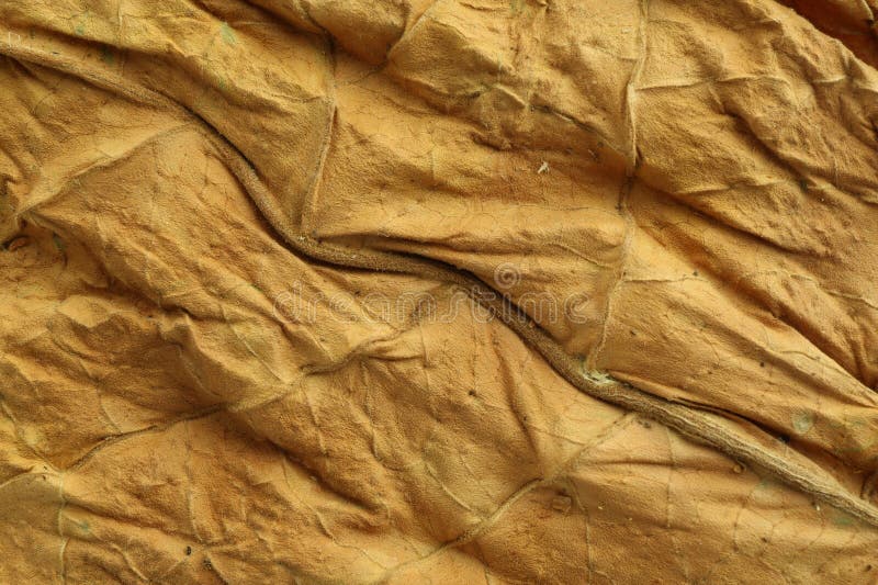 干燥的烟叶作为背景，俯视图 库存图片