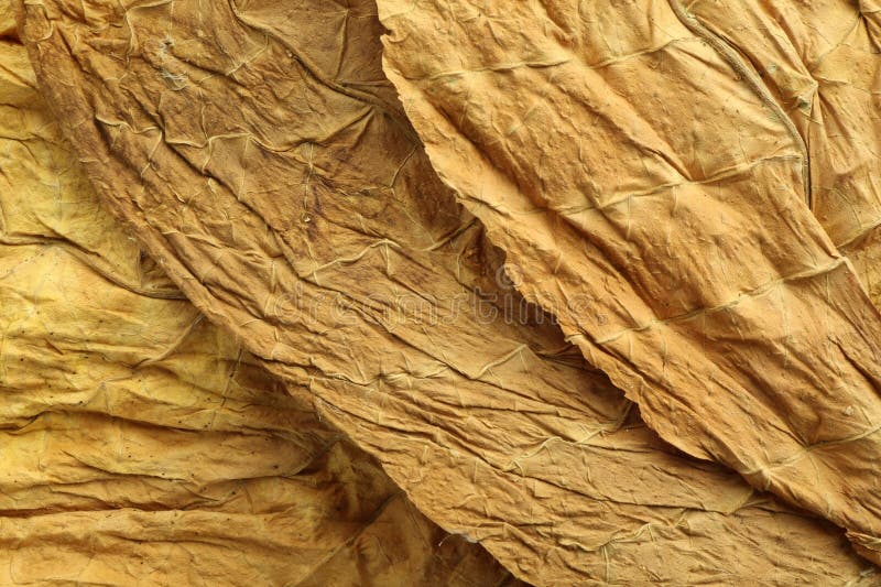 干燥的烟叶作为背景，俯视图 免版税库存照片