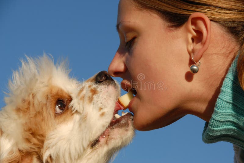 A young woman give a cheese to her american cocker. A young woman give a cheese to her american cocker