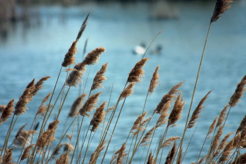 Reeds growing in pond area. Reeds growing in pond area.