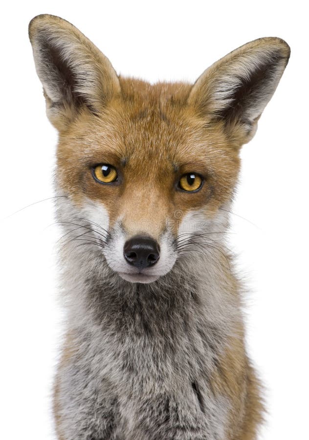 Close-up headshot of Red Fox, 1 year old, in front of white background. Close-up headshot of Red Fox, 1 year old, in front of white background