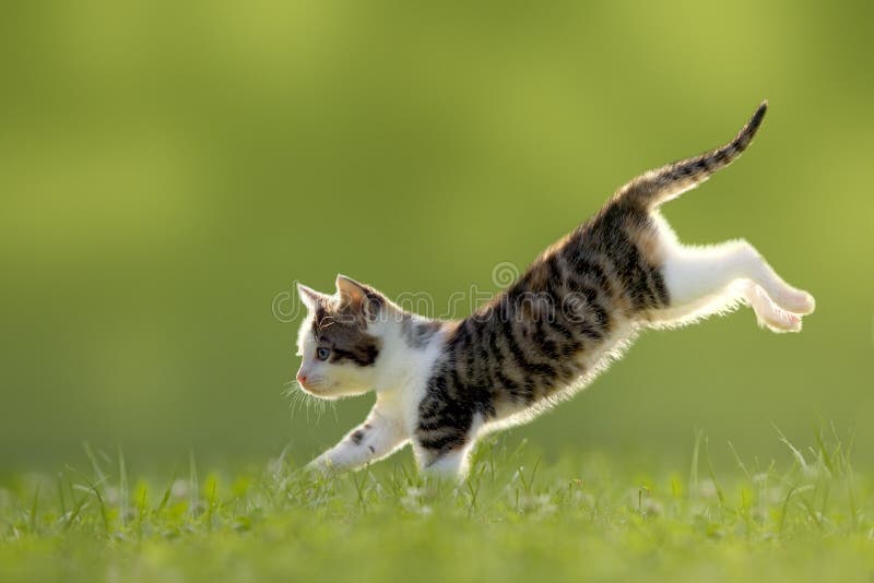 幼小猫跳过由后照的草甸