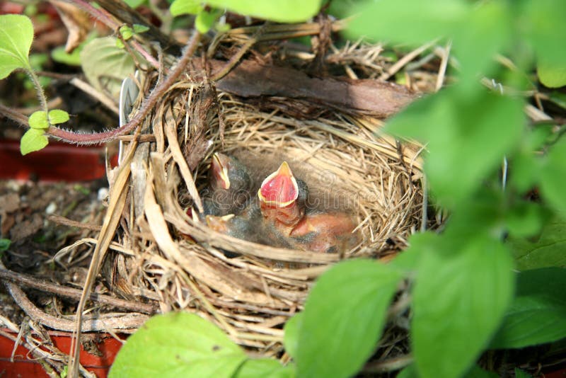 Baby birds in a nest with their mouths wide open, waiting for their mother to feed them. Baby birds in a nest with their mouths wide open, waiting for their mother to feed them.