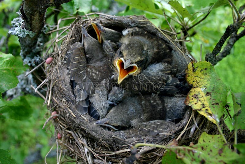 Angry baby birds (starlings) couple of days before flying away from the nest. Angry baby birds (starlings) couple of days before flying away from the nest.