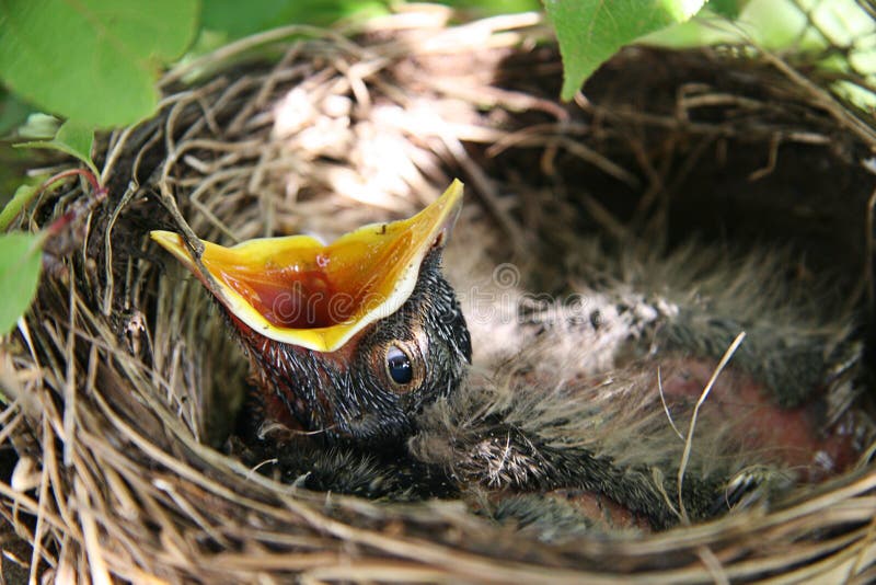 Closeup of a nest with a baby bird waiting for food with it's mouth wide open. Closeup of a nest with a baby bird waiting for food with it's mouth wide open.