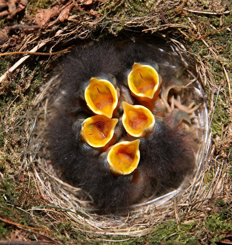 Baby robin birds in nest with mouths open. Baby robin birds in nest with mouths open