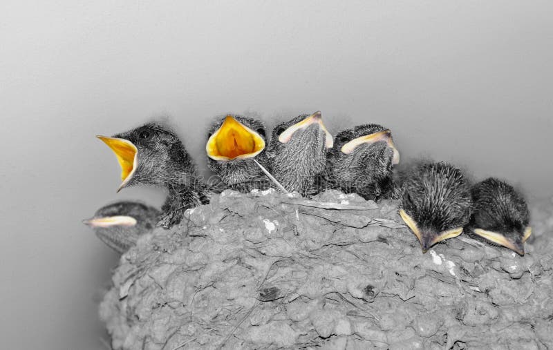 Cute baby swallows in a crowded nest with their mouths open for feeding time. Cute baby swallows in a crowded nest with their mouths open for feeding time.