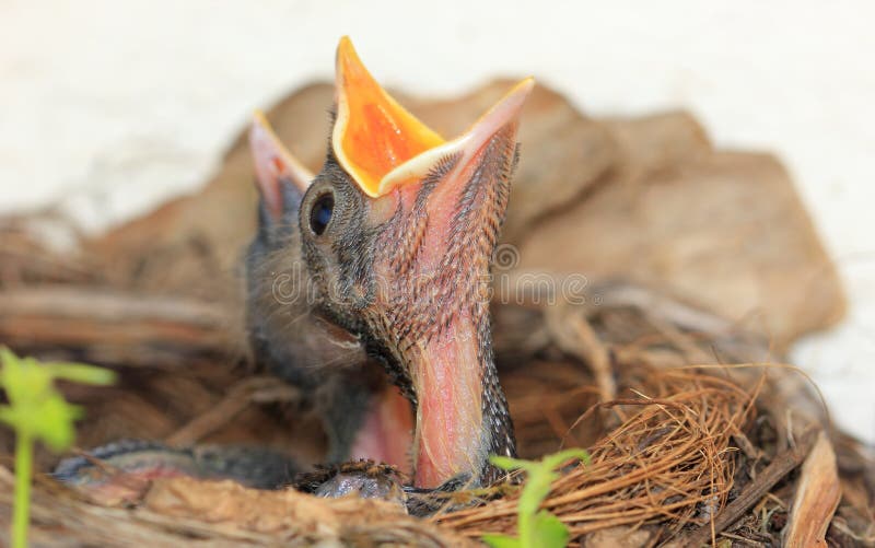 Baby birds in nest with mouths open. Baby birds in nest with mouths open