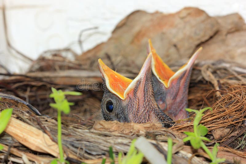 Baby birds in nest with mouths open. Baby birds in nest with mouths open