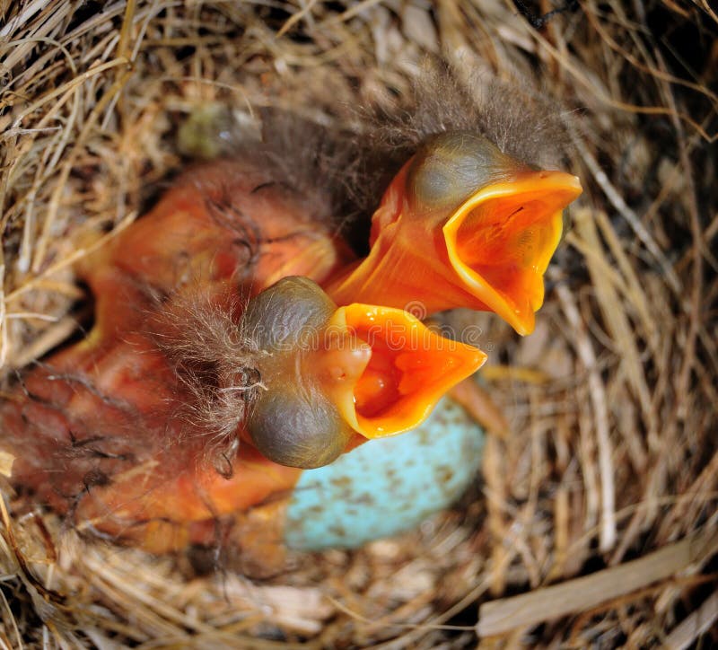 Two newly hatched sparrow chicks in nest with beaks open wide. Two newly hatched sparrow chicks in nest with beaks open wide.