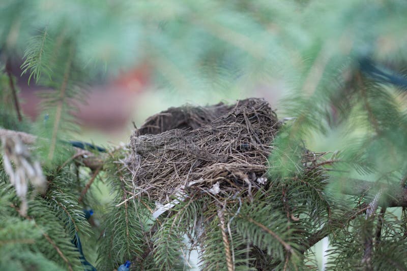 Abandoned Robin`s Nest in a Deciduous Pine Tree on a late fall afternoon. Abandoned Robin`s Nest in a Deciduous Pine Tree on a late fall afternoon