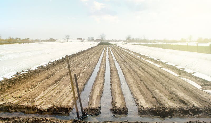 Watering rows of carrot plantations in an open way. Heavy copious irrigation after sowing seeds. Moisturize soil and stimulate growth. Agriculture agribusiness, farmland. New farming planting season. Watering rows of carrot plantations in an open way. Heavy copious irrigation after sowing seeds. Moisturize soil and stimulate growth. Agriculture agribusiness, farmland. New farming planting season