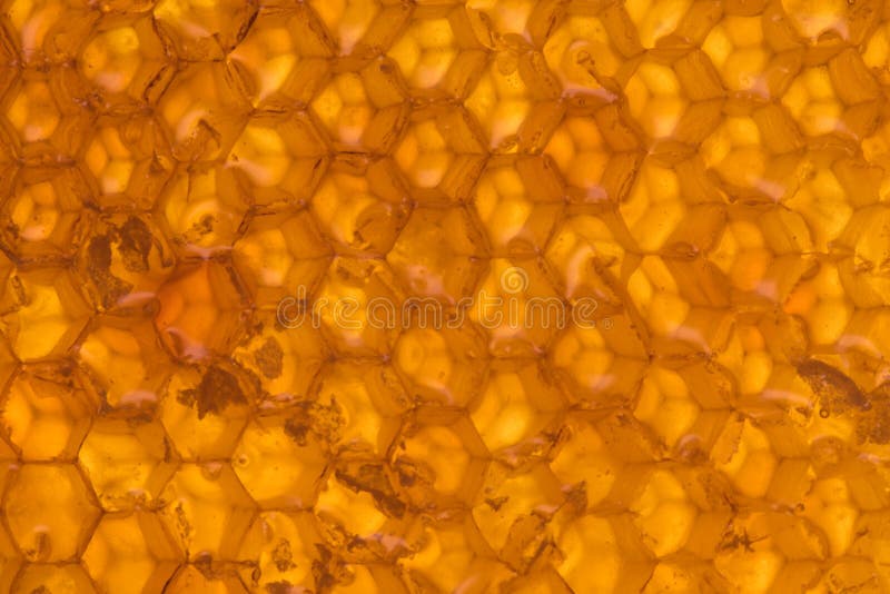 Uncapped Backlit Golden Honey Comb. Uncapped Backlit Golden Honey Comb