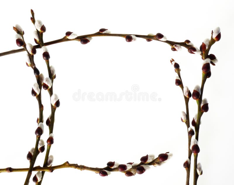 Frame from spring flowering buds pussy-willow isolated on white. Frame from spring flowering buds pussy-willow isolated on white