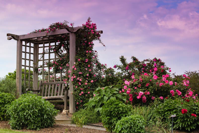 A trellis shelters a bench in a hillside garden at Meadowlark Botanical Park in Virginia where roses bloom and trail across the structure contrasting their romantic soft pink color against weathered timber and a late afternoon sky. A trellis shelters a bench in a hillside garden at Meadowlark Botanical Park in Virginia where roses bloom and trail across the structure contrasting their romantic soft pink color against weathered timber and a late afternoon sky.