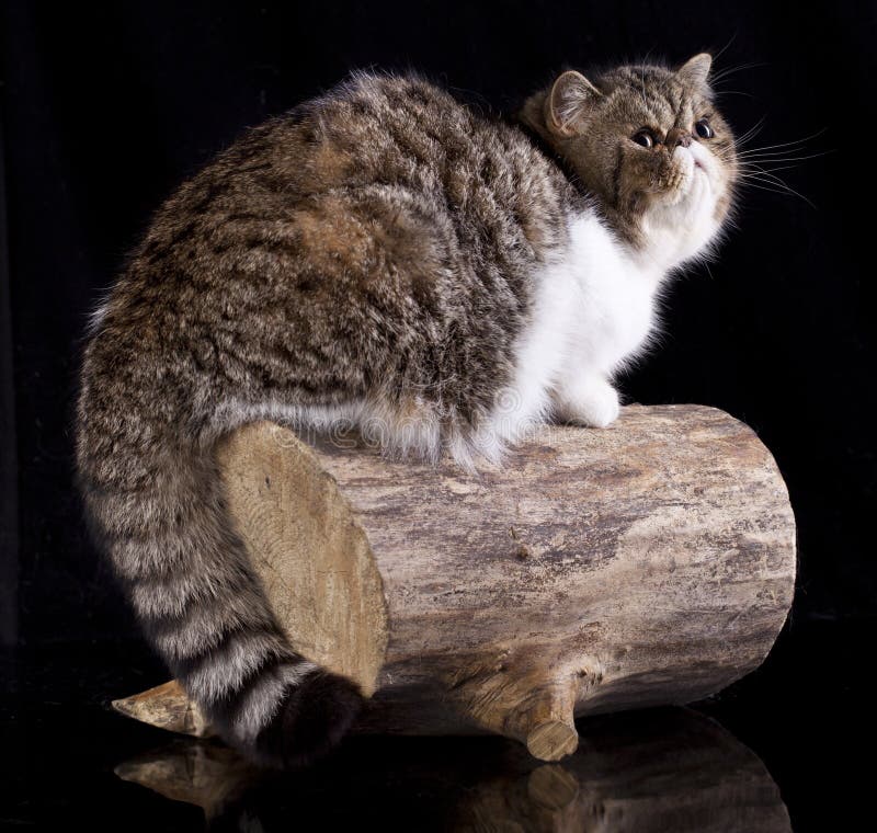 异乎寻常的猫动物似猫国内 免版税库存照片 异乎寻常的猫动物似猫国内 免版税库存照片