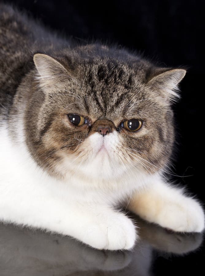 异乎寻常的猫动物似猫国内 免版税库存图片 异乎寻常的猫动物似猫国内 免版税库存图片