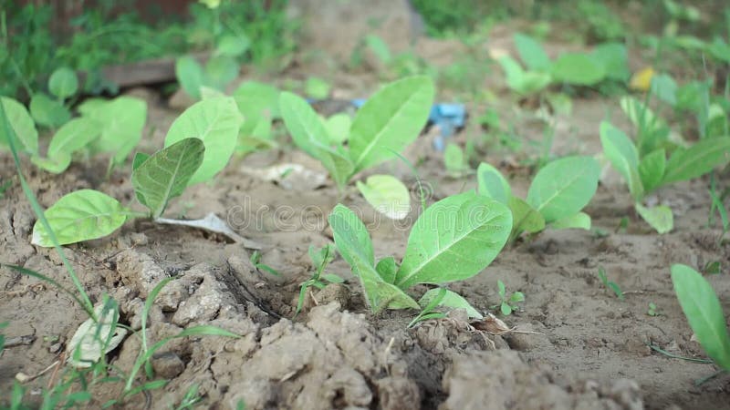 弗吉尼亚烟草 烟草制品栽培领域