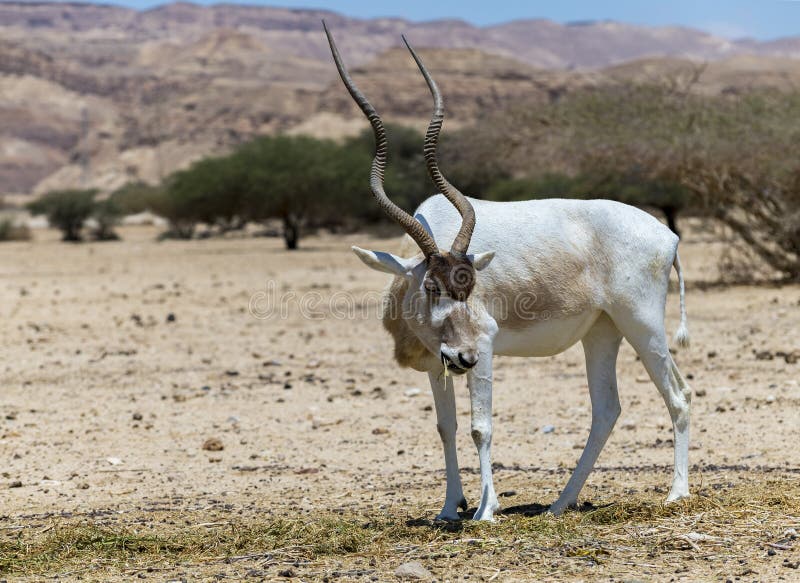 Nowadays antelope Addax inhabits nature reserve near Eilat, Israel. Nowadays antelope Addax inhabits nature reserve near Eilat, Israel