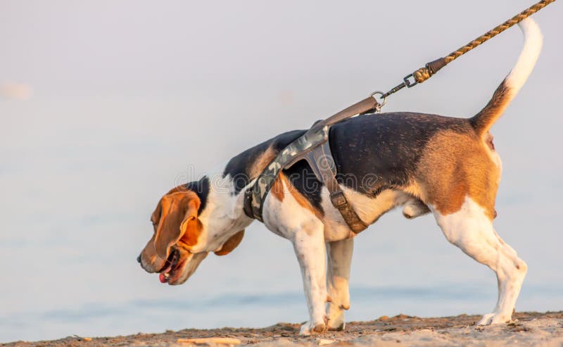 The beagle or bracchetto is a breed of medium-sized hunting dogs of English origin, originally used mostly to hunt animals such as rabbits, pheasants, foxes and wild boar, nowadays quite widespread as companion dogs. Because of their hunting skills, the beagles are defined as working dogs, since they are a breed that has been tested for work even for the proclamation of an Italian beauty champion. The beagle or bracchetto is a breed of medium-sized hunting dogs of English origin, originally used mostly to hunt animals such as rabbits, pheasants, foxes and wild boar, nowadays quite widespread as companion dogs. Because of their hunting skills, the beagles are defined as working dogs, since they are a breed that has been tested for work even for the proclamation of an Italian beauty champion.