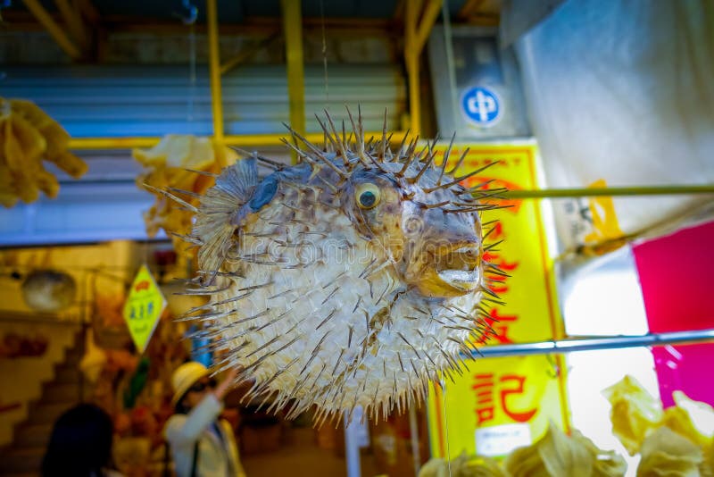 当地人做的干fugu,在一个市场上在香港 免版税图库摄影 当地人做的干fugu,在一个市场上在香港 免版税图库摄影