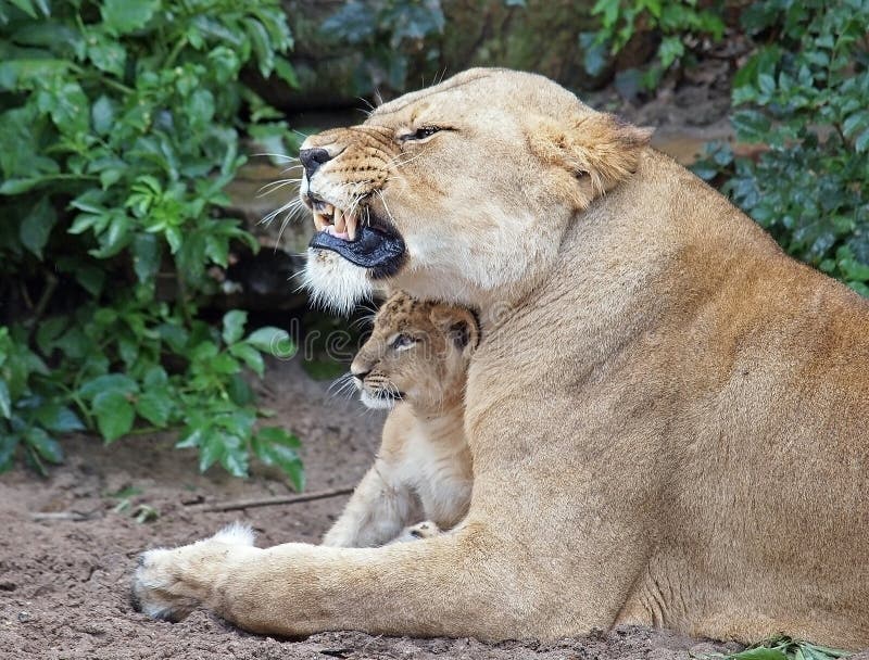 A lioness protecting her cub by showing her teeth. A lioness protecting her cub by showing her teeth