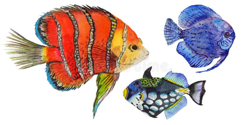 鱼五颜六色的浅滩在蓝珊瑚礁动物高清桌面壁纸附近：宽屏：高清晰度：全屏幕