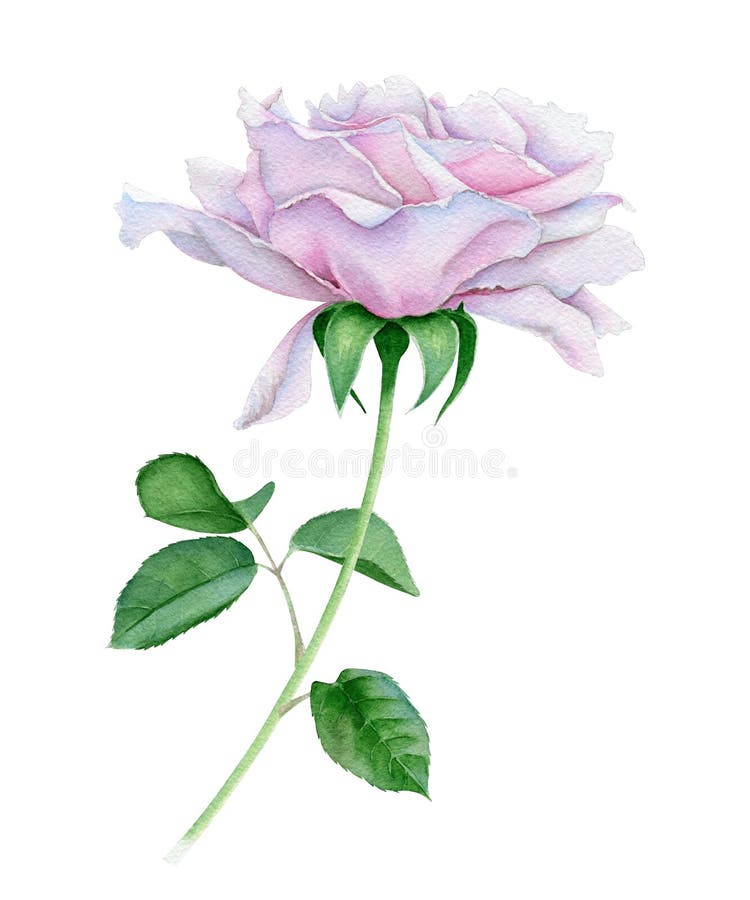 水彩粉色玫瑰 库存例证