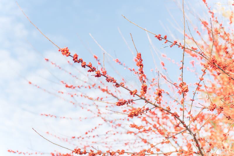 Lookup view of Ilex Decidua or winter berry, Possum Haw, Deciduous Holly red fruits on large shrub small tree, no leaves dormant. Blaze of color in the fall in Dallas, Texas. Crimson winterberry. Lookup view of Ilex Decidua or winter berry, Possum Haw, Deciduous Holly red fruits on large shrub small tree, no leaves dormant. Blaze of color in the fall in Dallas, Texas. Crimson winterberry