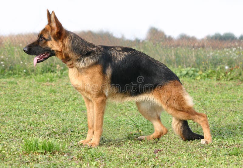 Portrait of purebred german shepherd, up in a field, on the grass. Portrait of purebred german shepherd, up in a field, on the grass