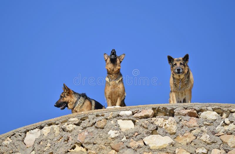 德国牧羊犬 免版税图库摄影