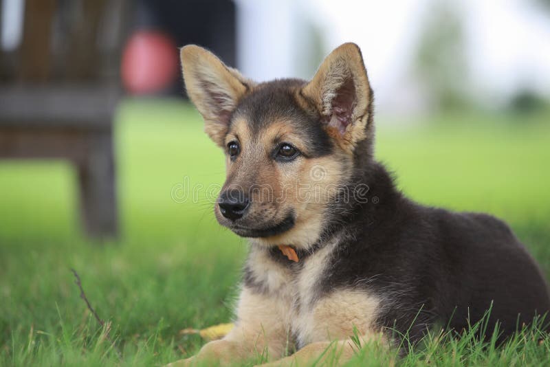 German shepherd puppy laying in the grass.  German shepherd puppy laying in the grass.