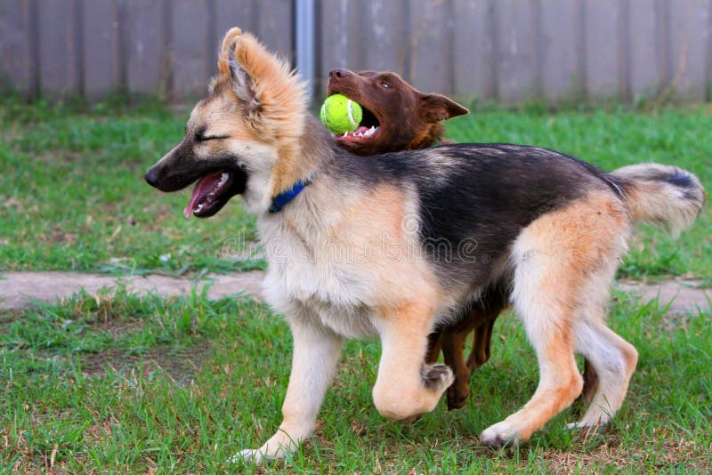 German Shepherd puppy playing with kelpie dog. German Shepherd puppy playing with kelpie dog.