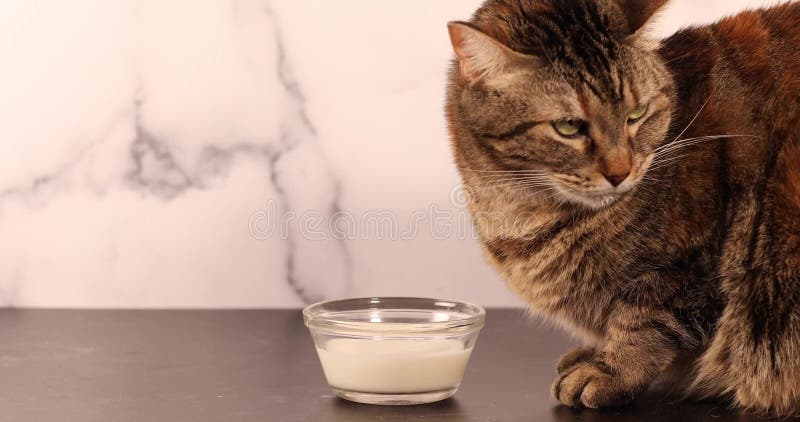心烦意乱的家猫想喝牛奶却不顺