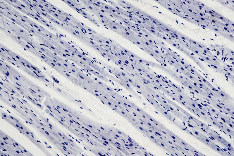 心肌组织学在显微镜视图下的