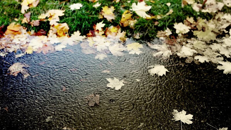 快活的雨水滴到冷的秋天里水坑