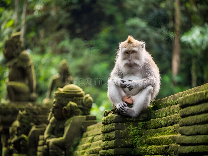 悲伤的野猴坐在丛林中的古庙墙上 库存例证