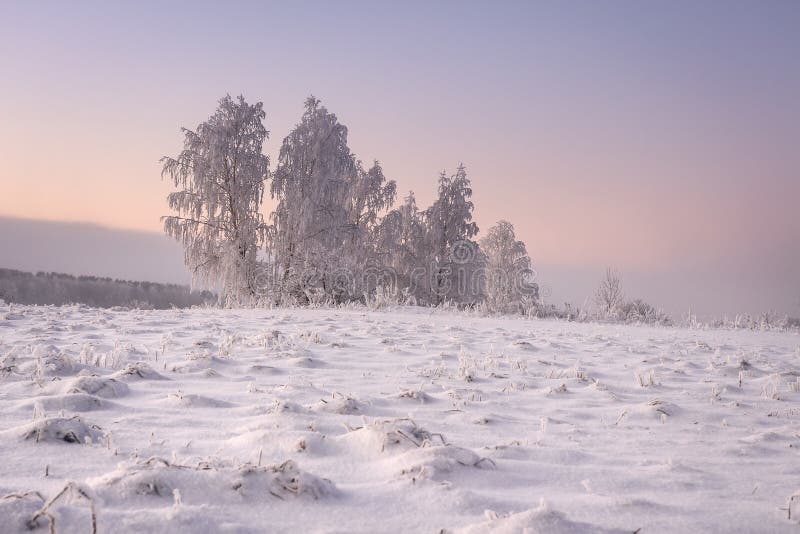 惊人的冬天风景早晨 冷淡和多雪的树在雪盖的草甸 在冬天场面的黄色阳光 免版税库存照片 惊人的冬天风景早晨 冷淡和多雪的树在雪盖的草甸 在冬天场面的黄色阳光 免版税库存照片