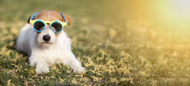 愉快的滑稽的爱犬佩带的太阳镜，夏天乐趣概念网横幅 库存照片