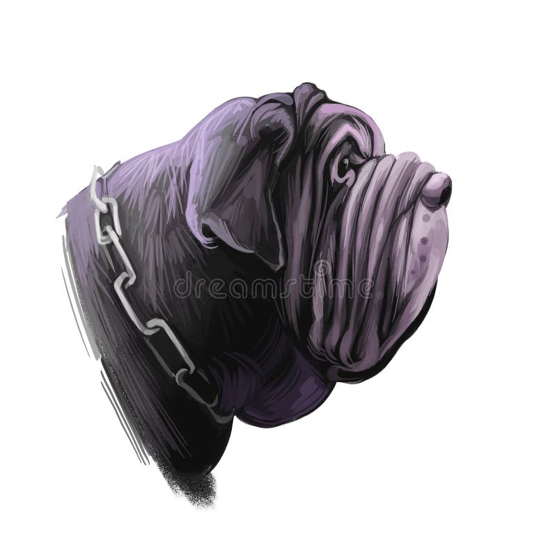 Neapolitan mastiff dog of Italian origin wearing collar in form of chain digital art. Isolated pet watercolor portrait animal mammal from Italy. Animalistic being, muzzle of beast poster with text. Neapolitan mastiff dog of Italian origin wearing collar in form of chain digital art. Isolated pet watercolor portrait animal mammal from Italy. Animalistic being, muzzle of beast poster with text