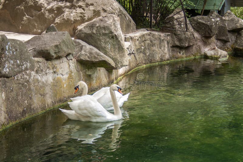 成人白色鸟天鹅在水中游泳 免版税库存照片