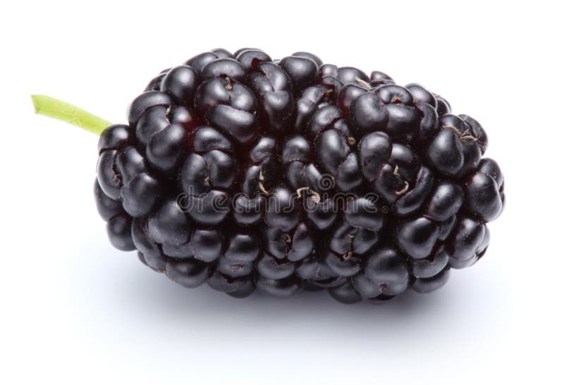 成熟的桑葚 免版税库存图片