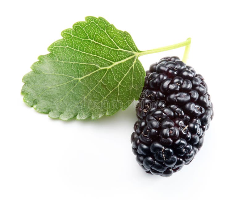 成熟的桑葚 图库摄影