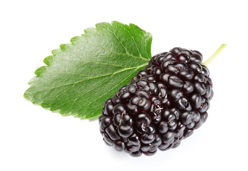 成熟的桑葚 免版税图库摄影